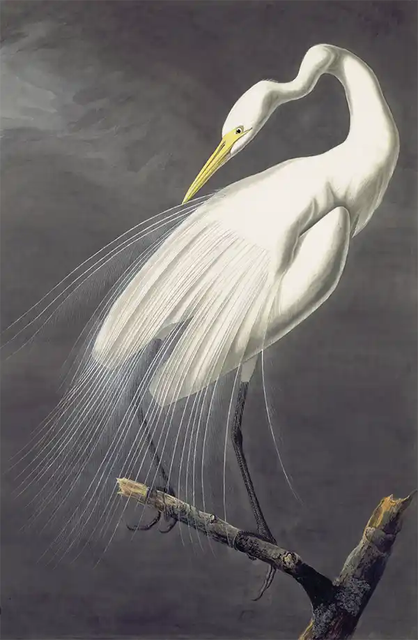 An Audubon print of a great white egret