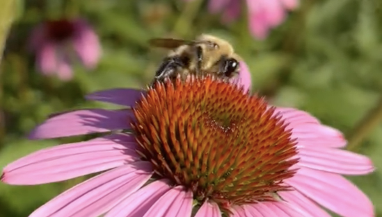 Photo of a bee on a flower