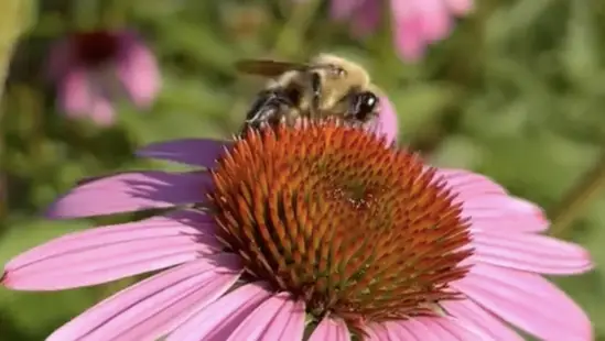Photo of a bee on a flower